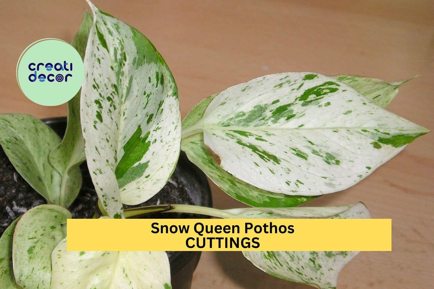 Unrooted Snow Queen Pothos Cuttings | Variegated Epipremnum aureum Vines for Indoor Pots & Hanging Baskets