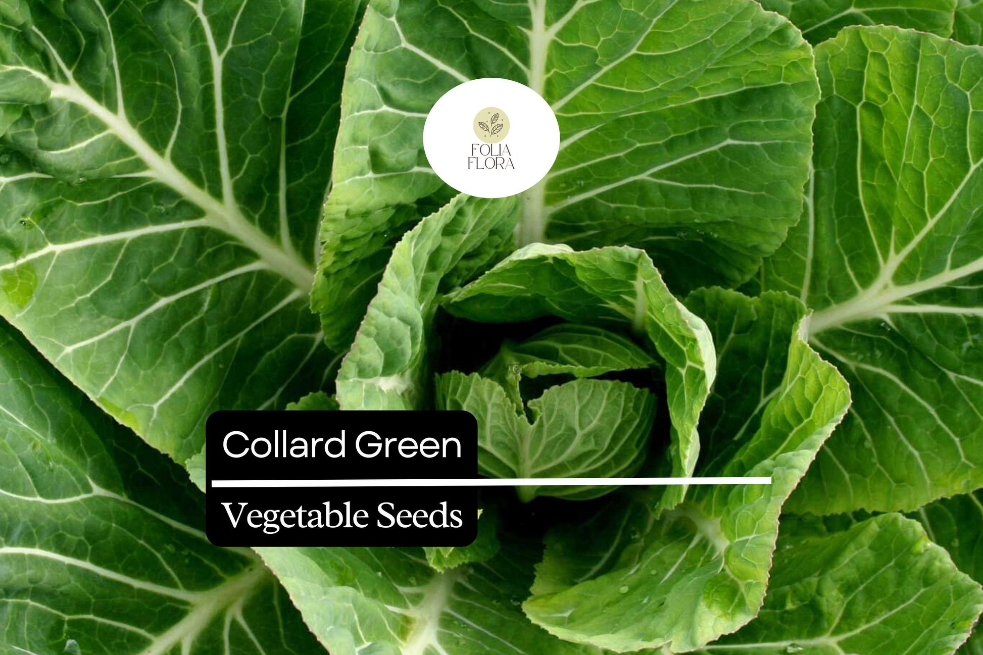 Organic Collard Greens Seeds - Heirloom Brassica oleracea, Cool-Season Green Leafy Vegetable, Non-GMO, 25 Seeds