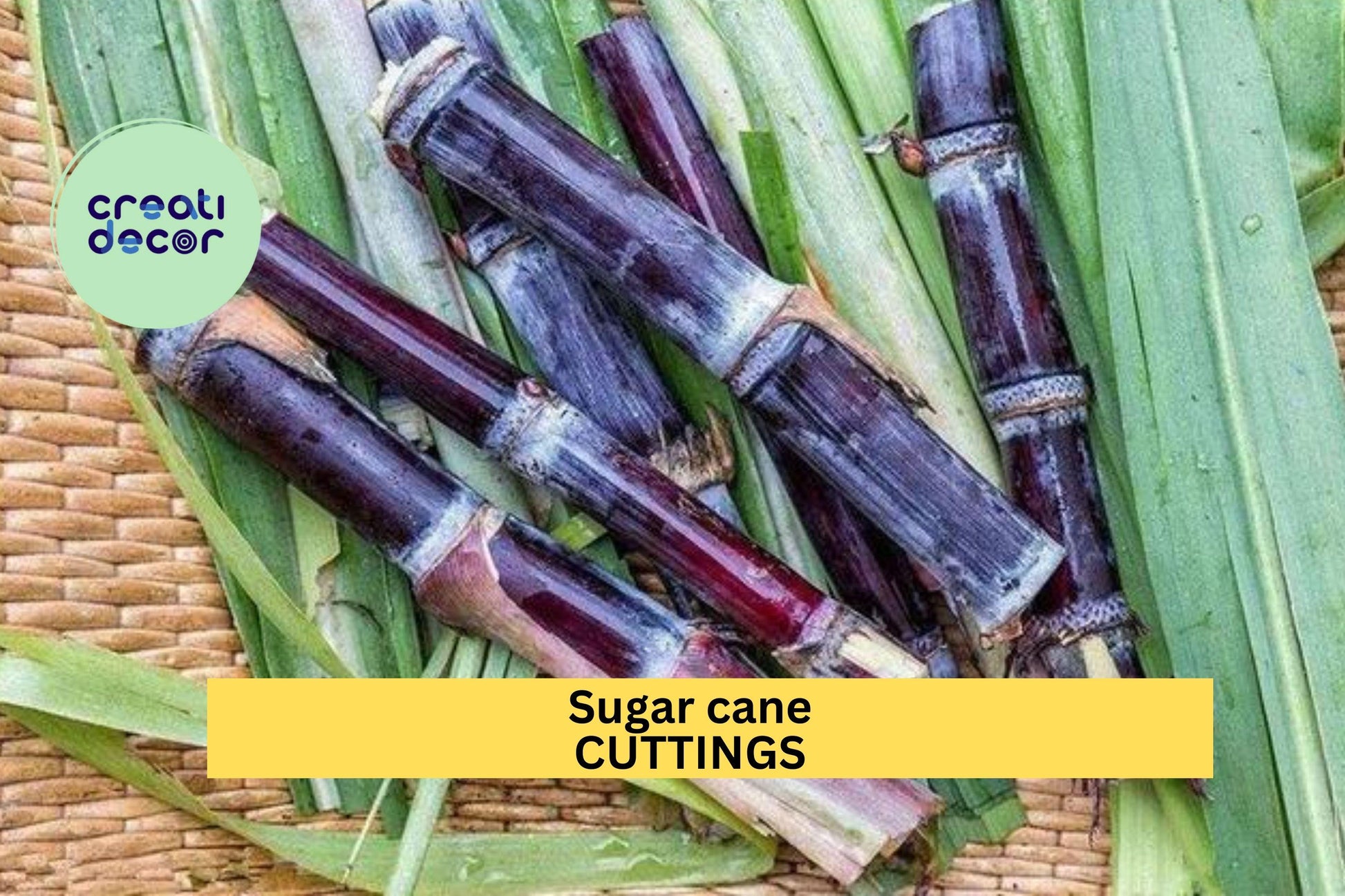 Black Sugar Cane Starter Plants – 2 Rooted Vietnamese Saccharum officinarum Cuttings, Rare Purple Stalks, Edible & Ornamental