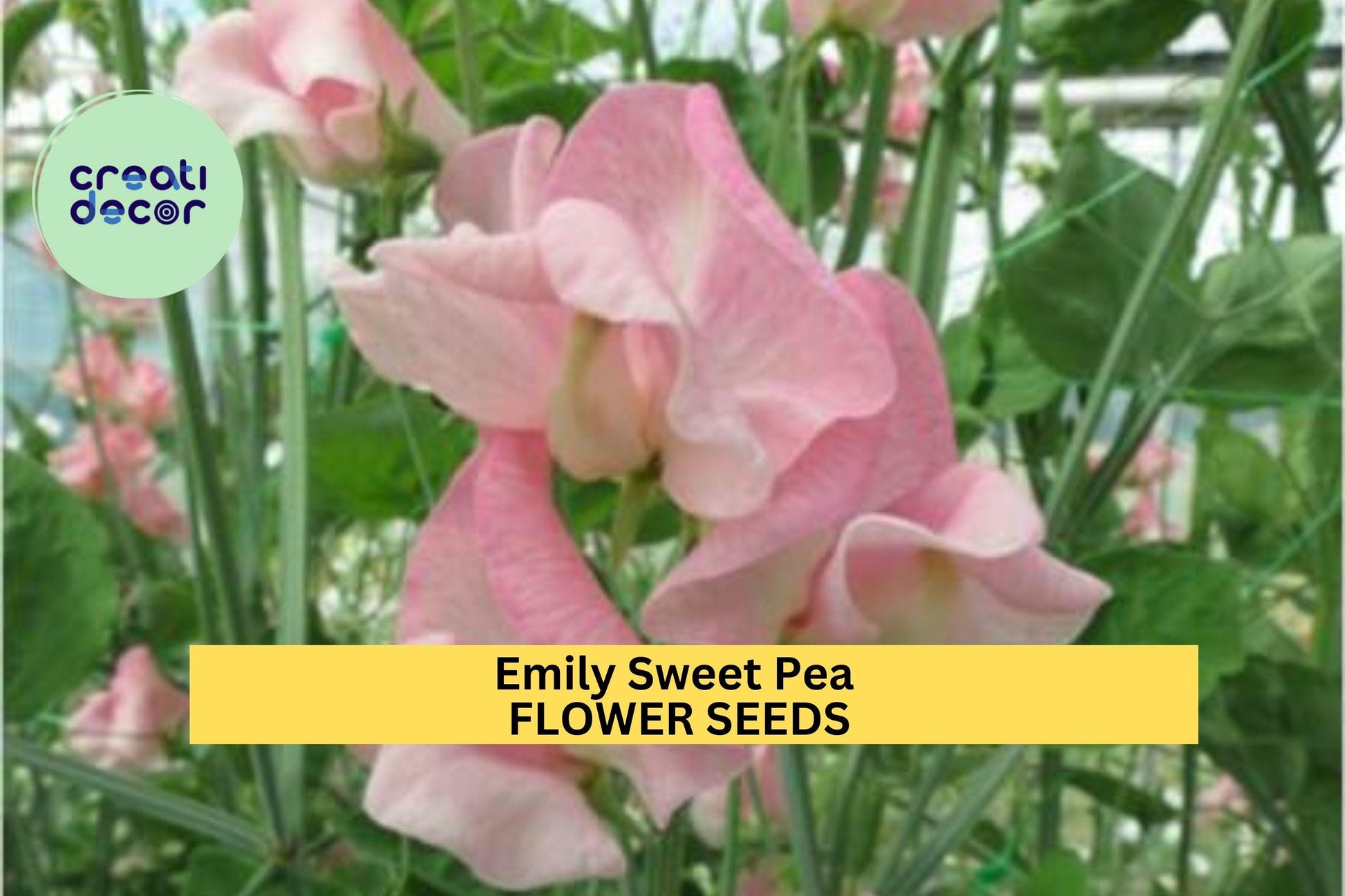 50+ Emily Sweet Pea Seeds – Fragrant Soft Lavender Climbing Vines for Gardens, Bouquets & Trellises – Lathyrus odoratus