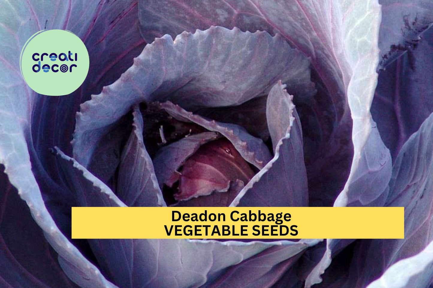 Deadon Cabbage Seeds 500+ | Winter-Hardy Savoy-Style Purple-Green Heads | Brassica oleracea