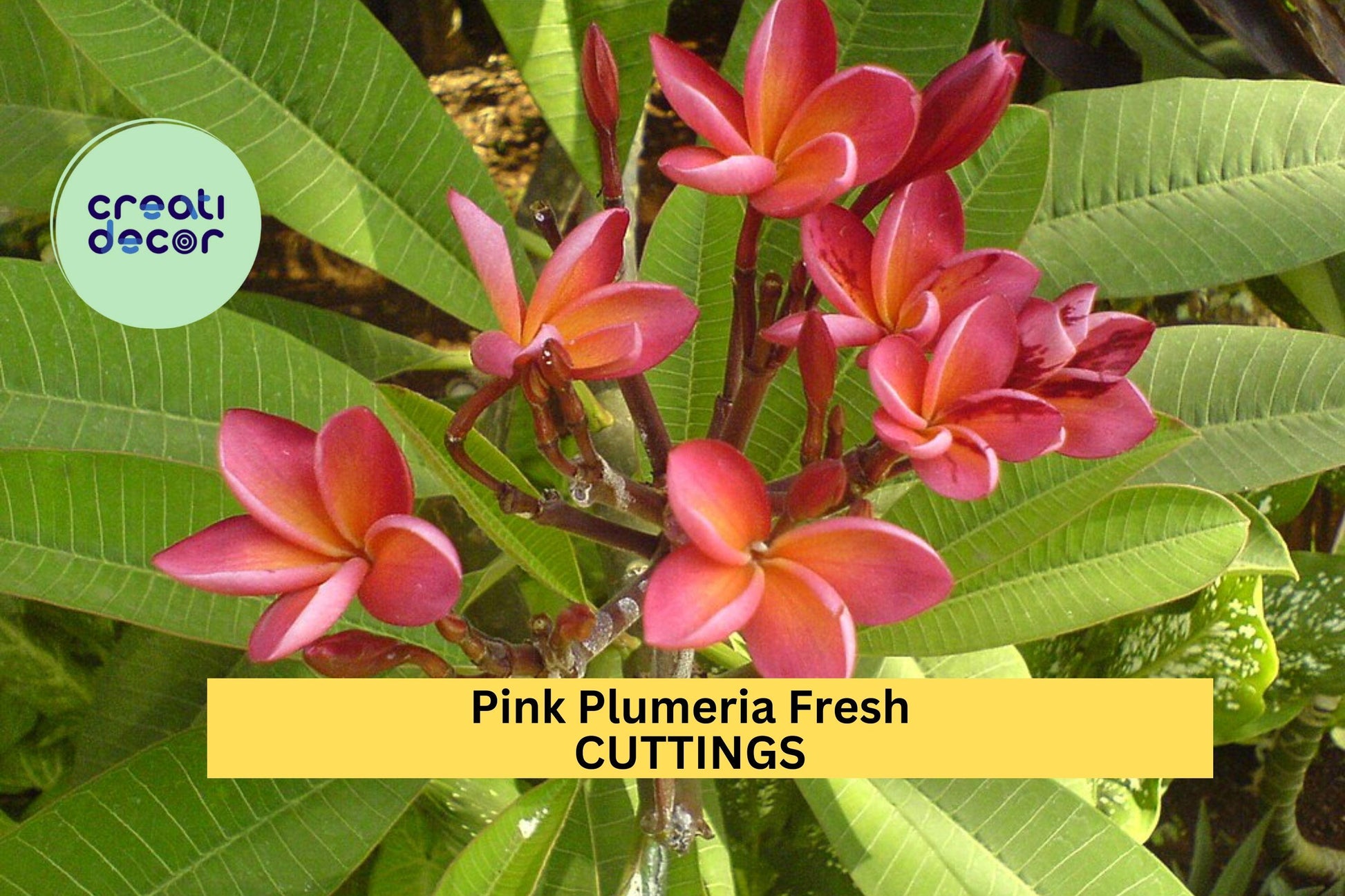 Pink Plumeria Cuttings 2 Pack | Unrooted 10” Frangipani Tree Starter | Pink Flowers | Plumeria rubra