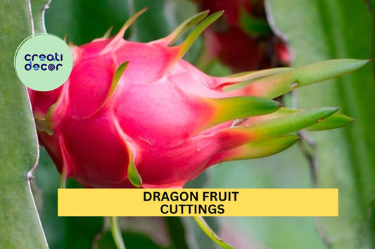 10 Dragon Fruit Cuttings – 10–14” Hylocereus Climbing Cactus for Planting, Tropical Vine, Edible Fruit, Garden or Pot Growth