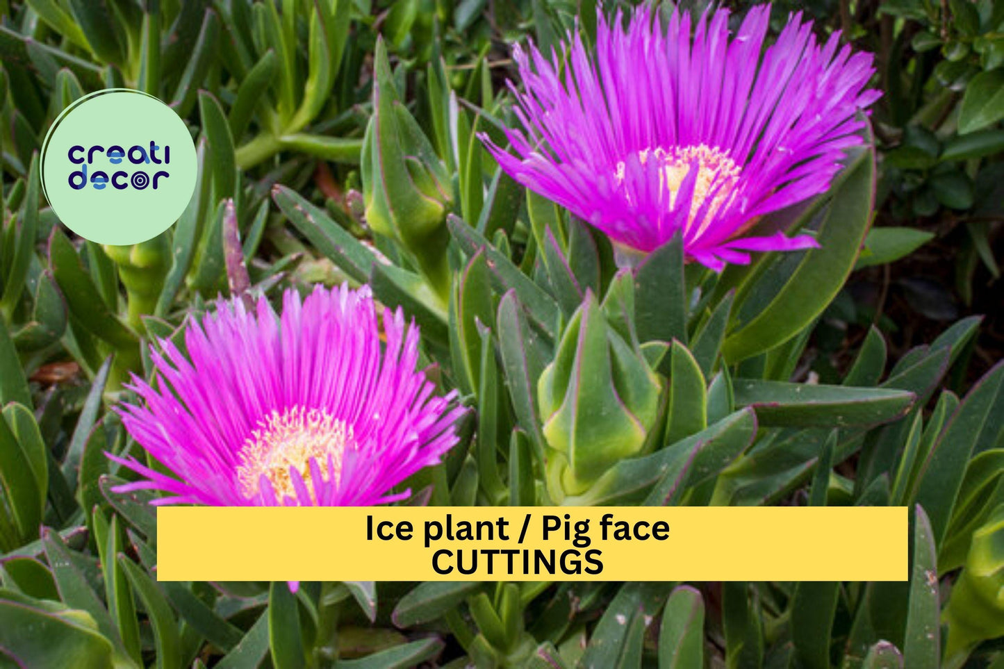 48 Ice Plant Cuttings – Live Unrooted Succulent Stems for Rooting, Ground Cover, Rock Gardens, Slopes, Delosperma