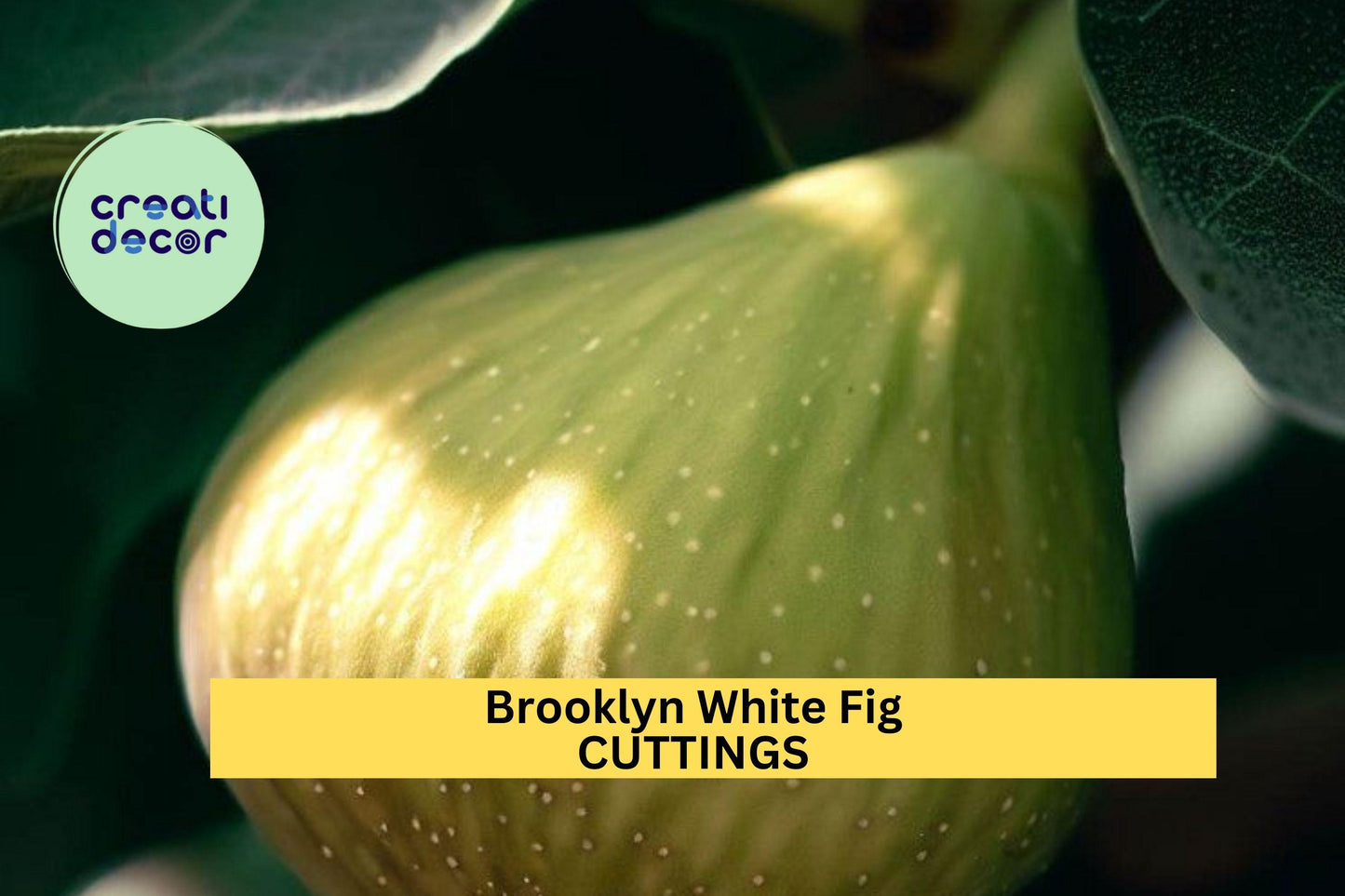 Brooklyn White Fig Cuttings – 2 Unrooted Ficus carica ‘Brooklyn White’ with Bonus Willow Water for Rooting