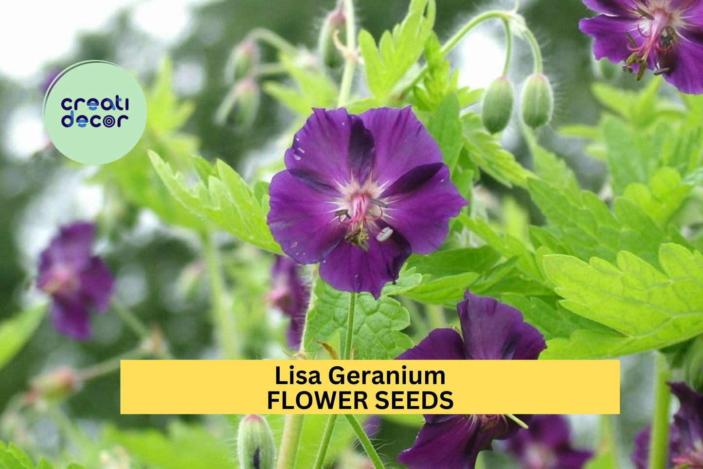 Lisa Geranium Seeds – Bright Pink Compact Annual Pelargonium × hortorum ‘Lisa’ for Borders, Containers & Gardens