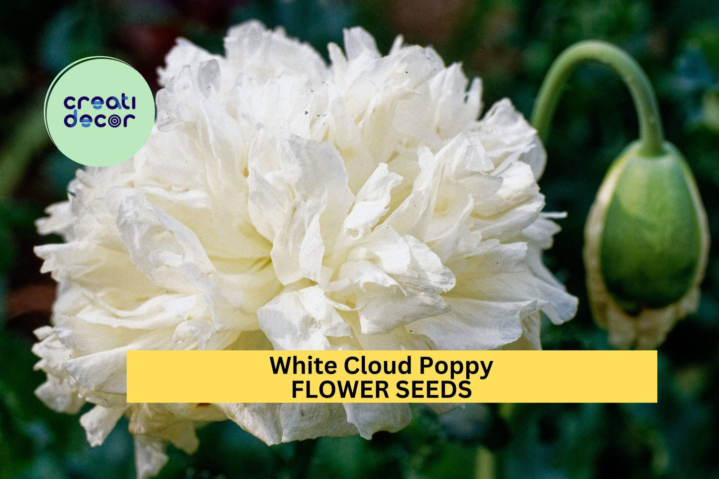 White Cloud Poppy Seeds – 200+ Pure White Papaver somniferum Annual for Borders & Cottage Gardens