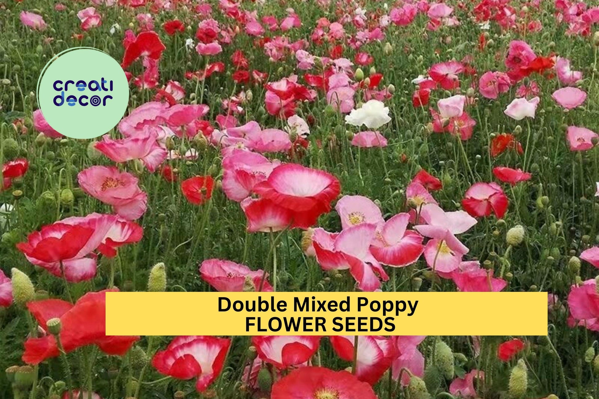 200+ Double Mixed Poppy Seeds – Ruffled Blooms in Mixed Colors for Garden, Borders & Wildflower Planting – Papaver somniferum