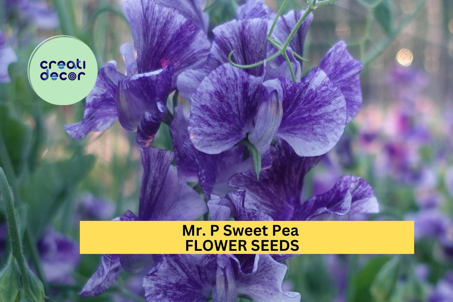 Mr. P Sweet Pea Seeds – Deep Magenta Fragrant Climbing Vines for Gardens & Bouquets – Lathyrus odoratus