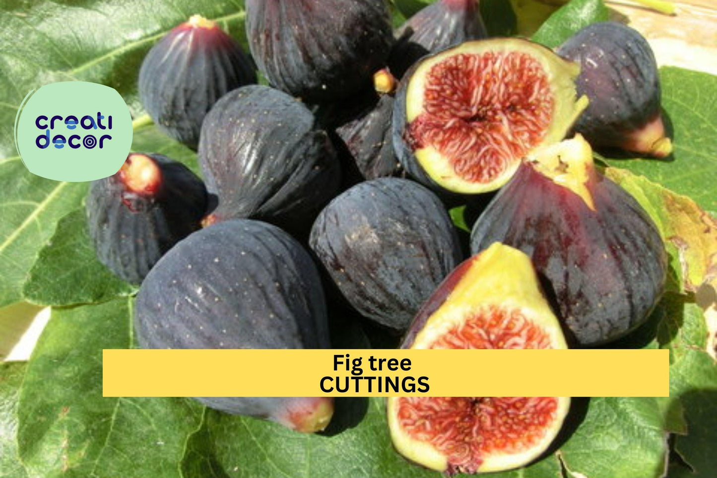 Ronde de Bordeaux Fig Cuttings – Unrooted Ficus carica Black Fruit for Pots & Gardens