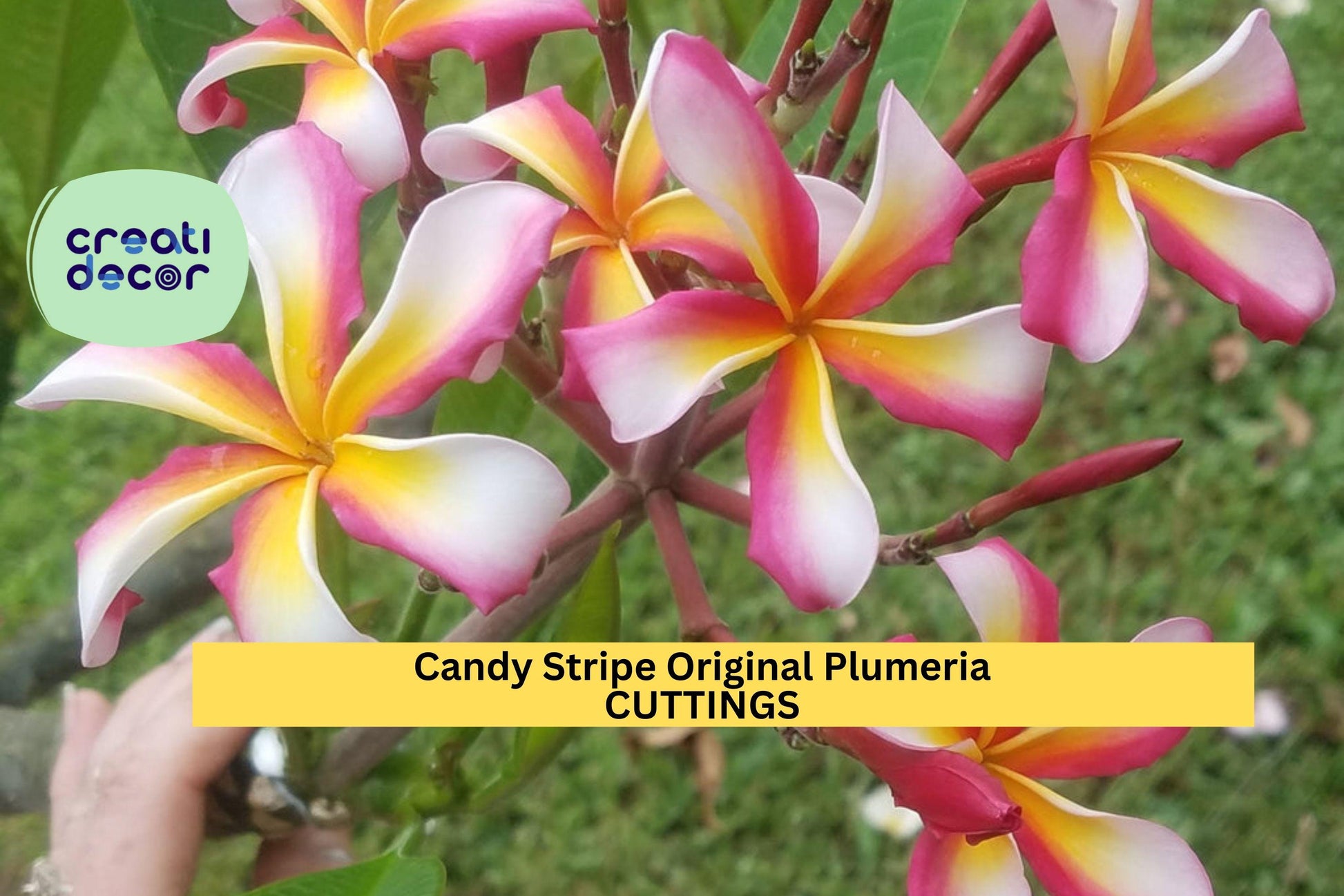 Candy Stripe Plumeria Cutting – 10" Unrooted Stem with Double Head, Tropical Frangipani, Plumeria rubra, Multicolor Blooms