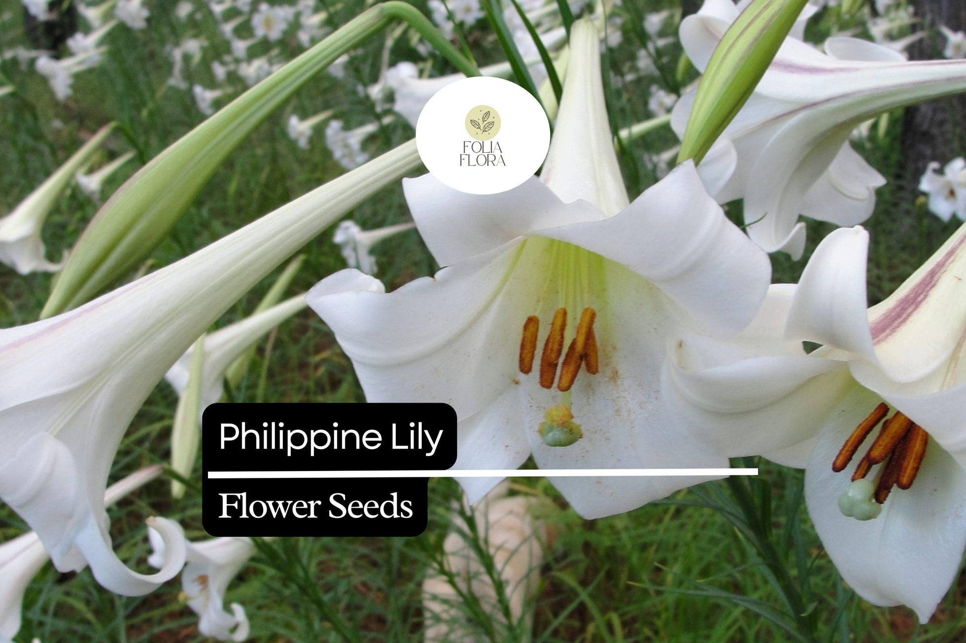 25 Philippine Lily Seeds | Rare Fragrant White Lilium philippinense Tropical Lily for Garden, Container, Flower Bed
