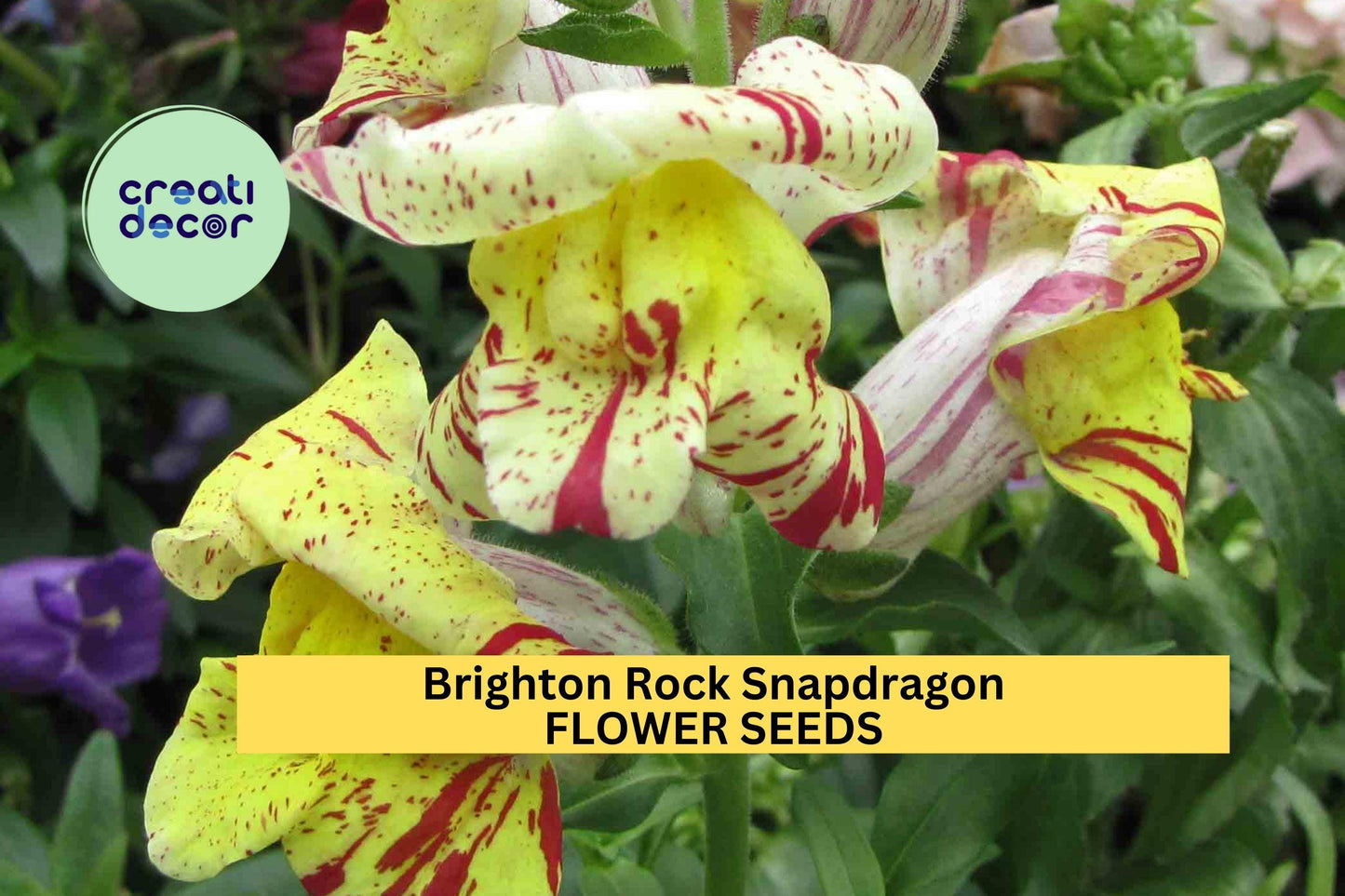Brighton Rock Snapdragon Seeds – 1000+ Bicolor Antirrhinum majus for Borders, Bouquets & Garden Planting