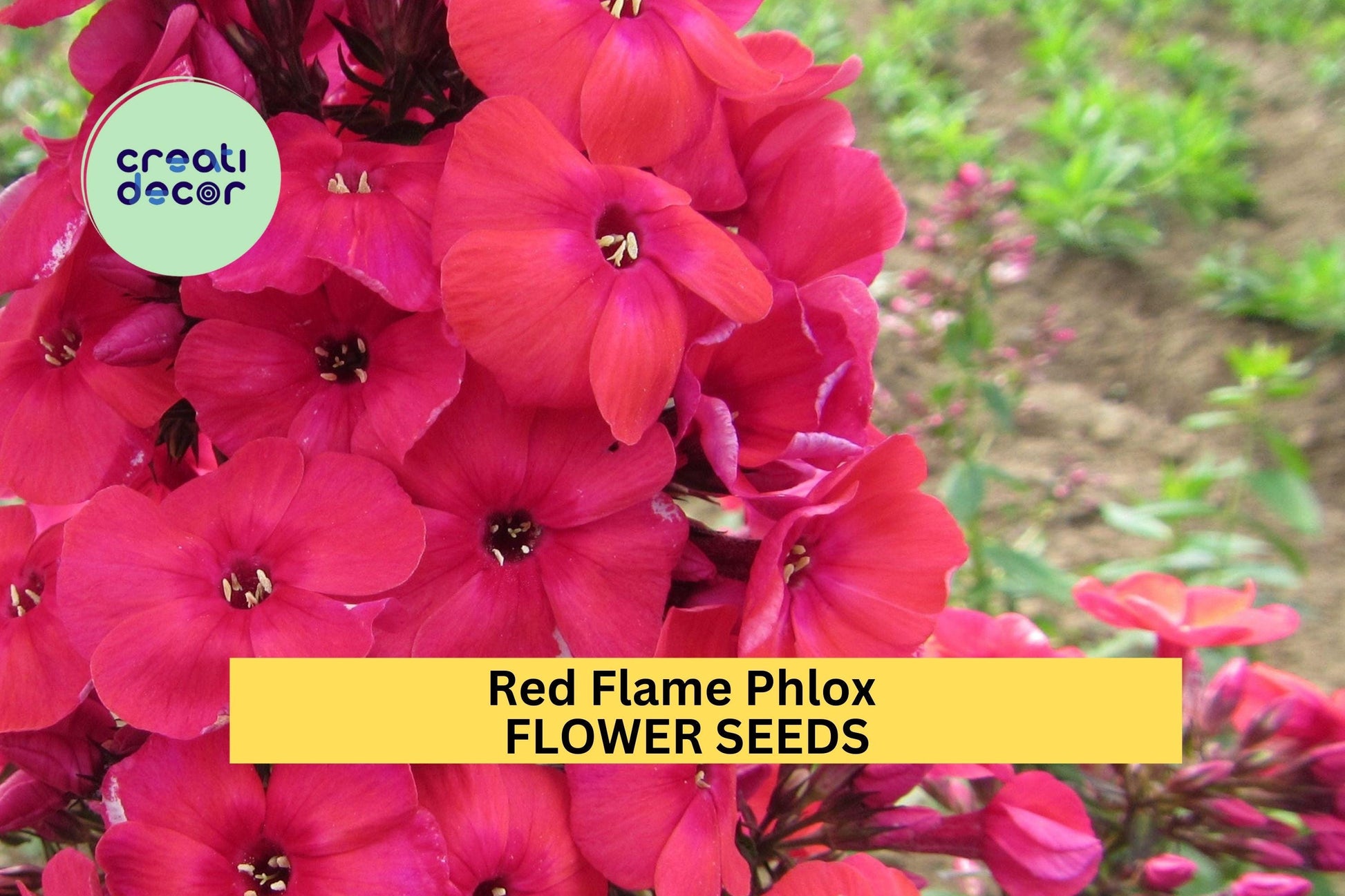 Red Flame Phlox Seeds – Bright Red Clusters, Fragrant Perennial for Borders & Pollinator Gardens – Phlox paniculata, 100+ Seeds