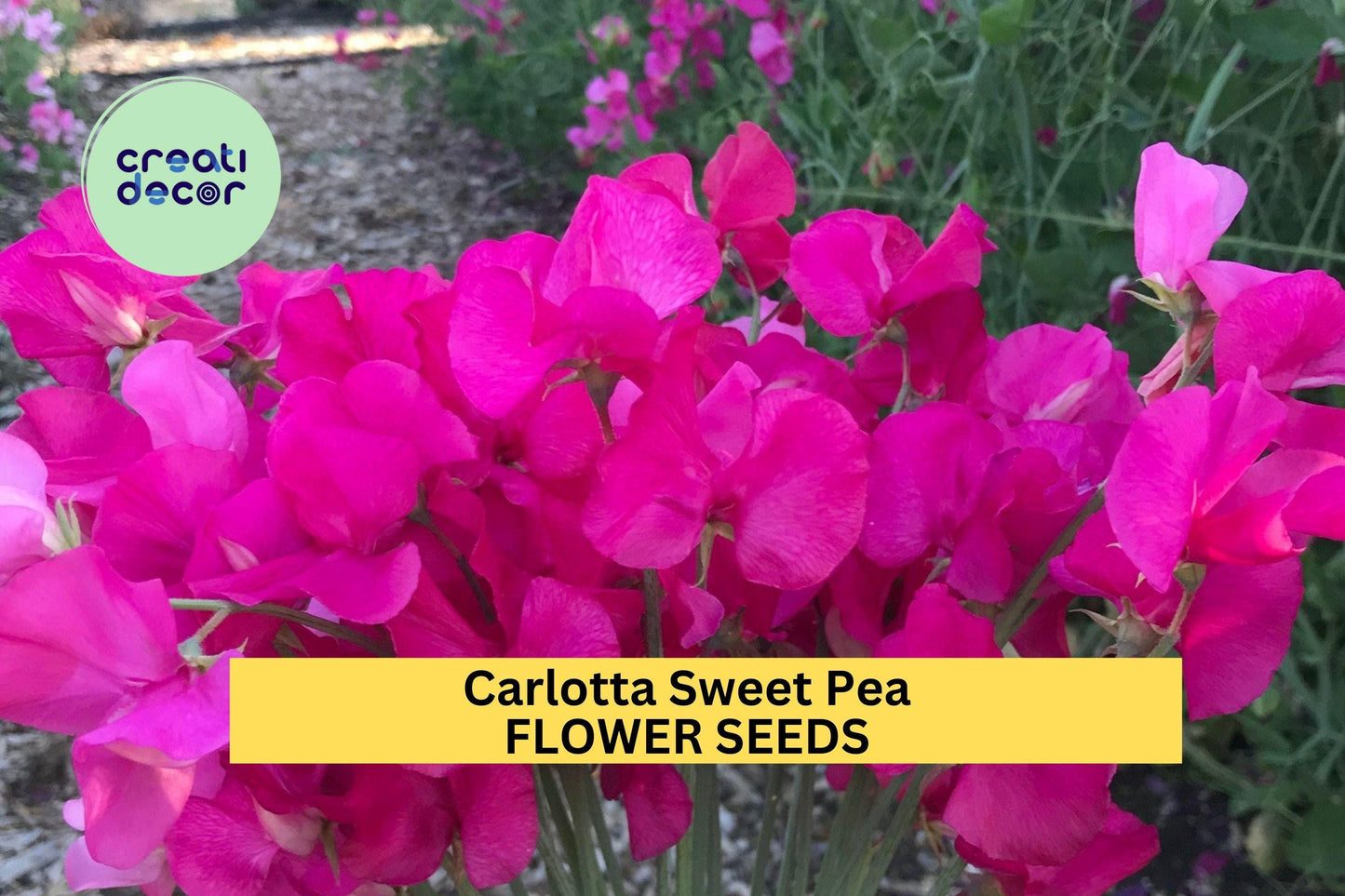 50+ Carlotta Sweet Pea Seeds – Deep Rose Fragrant Climbing Vines for Gardens, Bouquets & Trellises – Lathyrus odoratus