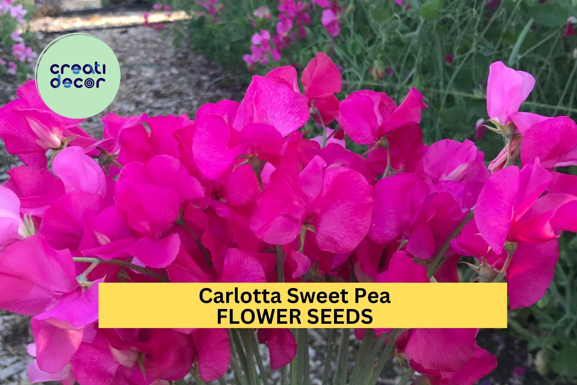 50+ Carlotta Sweet Pea Seeds – Deep Rose Fragrant Climbing Vines for Gardens, Bouquets & Trellises – Lathyrus odoratus