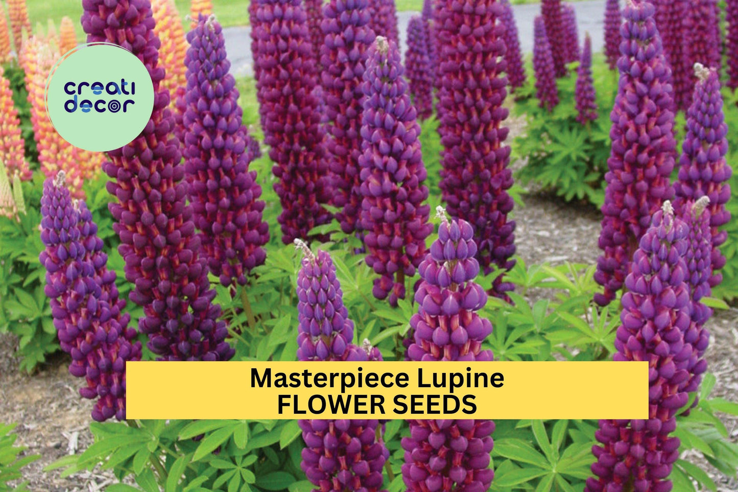 Masterpiece Lupine Seeds 25+ Purple Red Bi-Color Blooms Pollinator-Friendly Perennial Lupinus polyphyllus