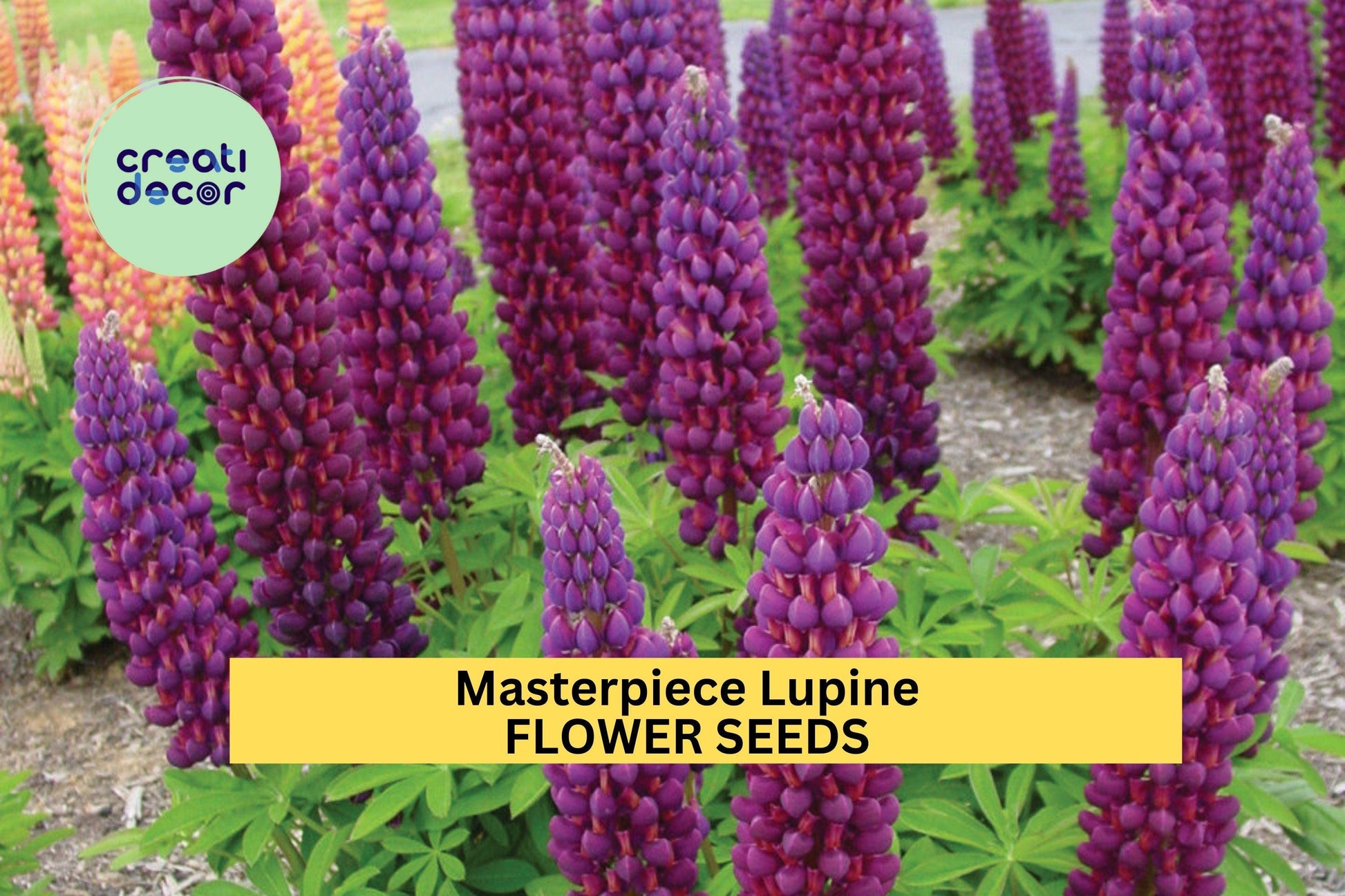 Masterpiece Lupine Seeds 25+ Purple Red Bi-Color Blooms Pollinator-Friendly Perennial Lupinus polyphyllus