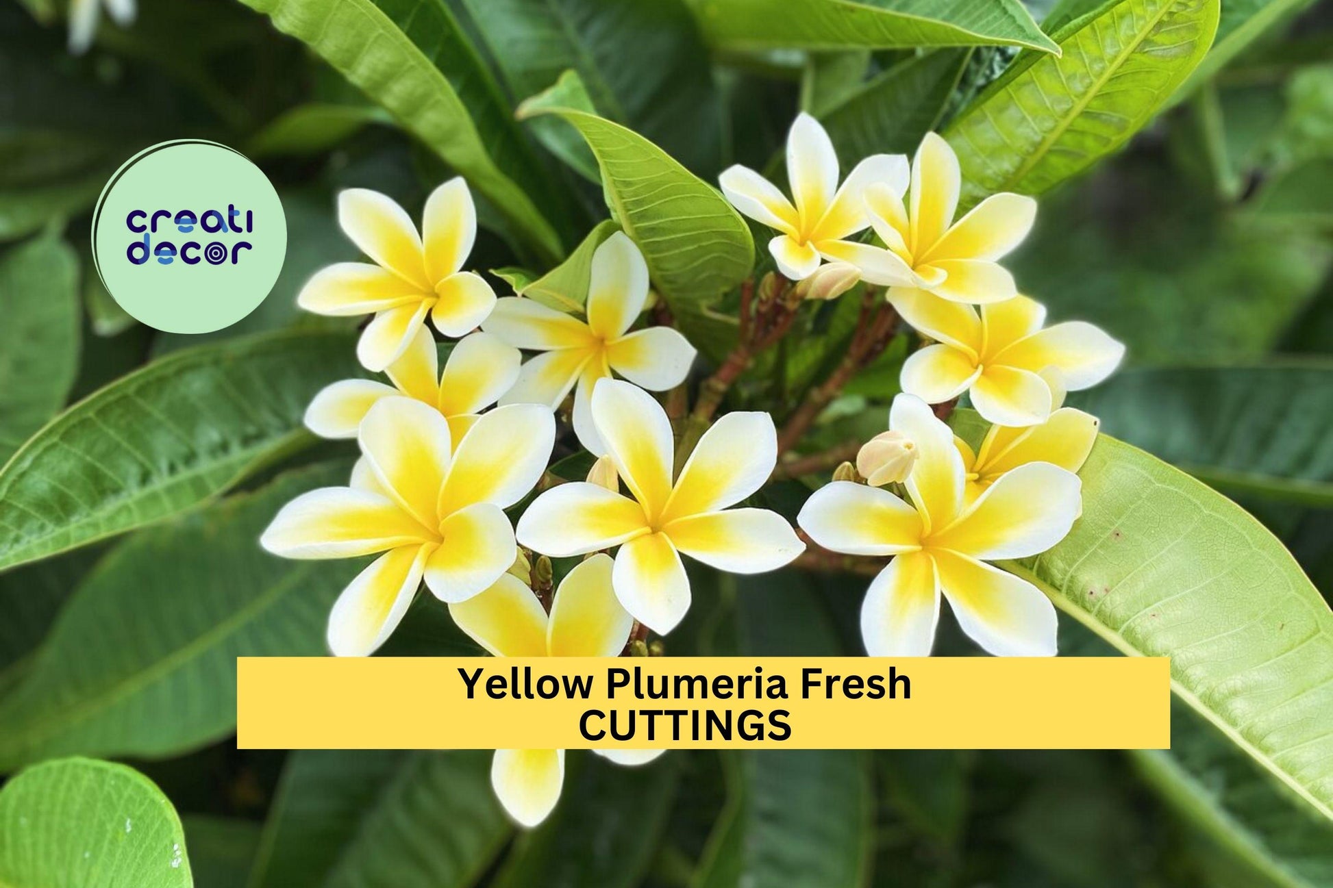 Yellow Plumeria Cuttings – 10" Unrooted Single-Head Stems – Tropical Flowering Tree – Plumeria rubra