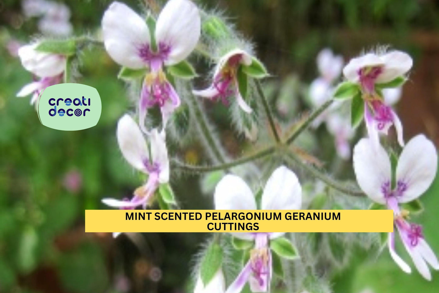 3 Mint-Scented Fuzzy Geranium Cuttings – Pelargonium spp. Fragrant Ornamental Herb for Pots & Garden Borders
