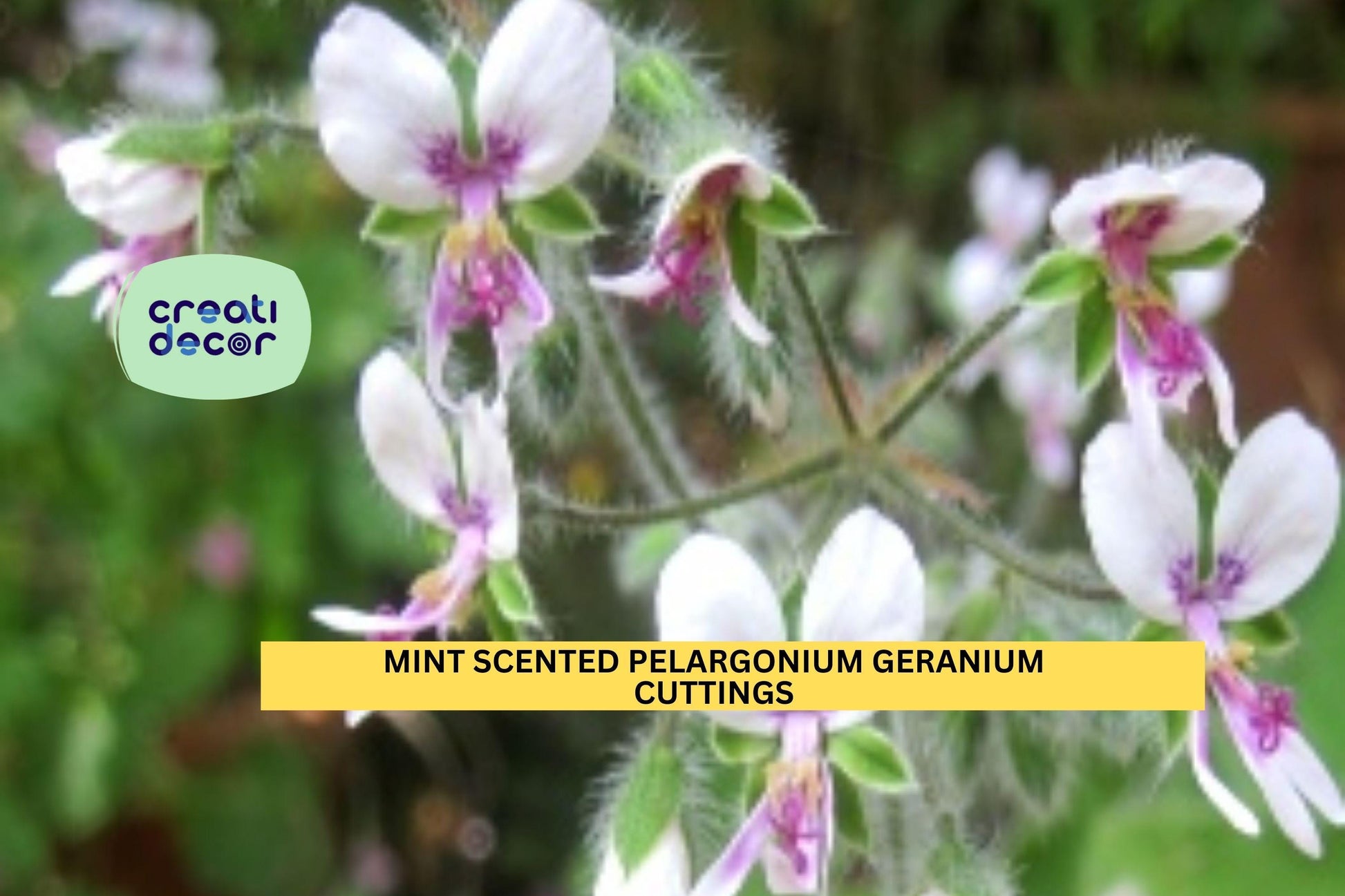 3 Mint-Scented Fuzzy Geranium Cuttings – Pelargonium spp. Fragrant Ornamental Herb for Pots & Garden Borders