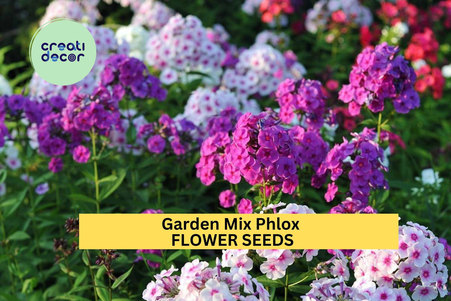 100+ Garden Phlox Seeds Mix – Colorful Perennial Flowers for Borders, Pollinator Garden, Phlox paniculata