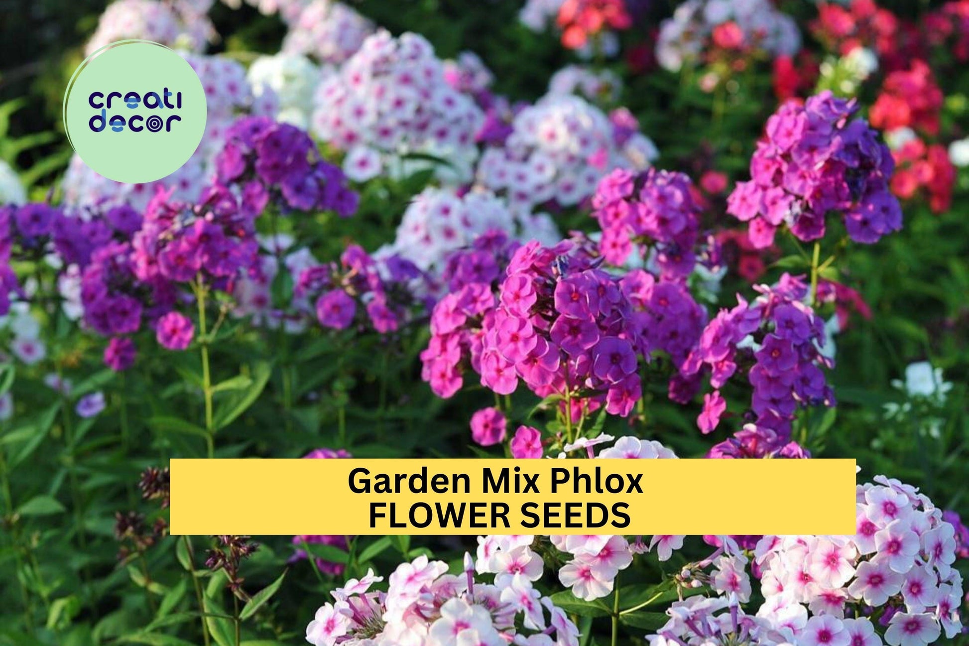 100+ Garden Phlox Seeds Mix – Colorful Perennial Flowers for Borders, Pollinator Garden, Phlox paniculata