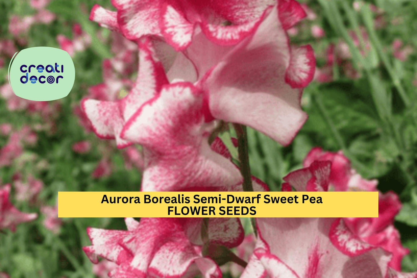 Aurora Borealis Semi-Dwarf Sweet Pea Seeds – Multi-Tone Fragrant Blooms, Climbing Vines, Pollinator-Friendly, Lathyrus odoratus, 50+ Seeds