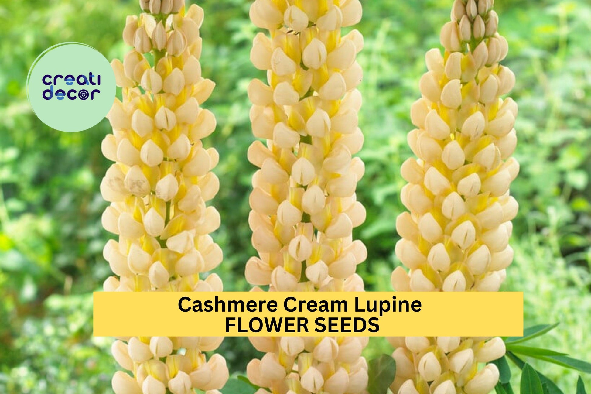Cashmere Cream Lupine Seeds – Perennial White Flower Spikes for Garden Borders & Beds – Lupinus polyphyllus, 25+ Seeds