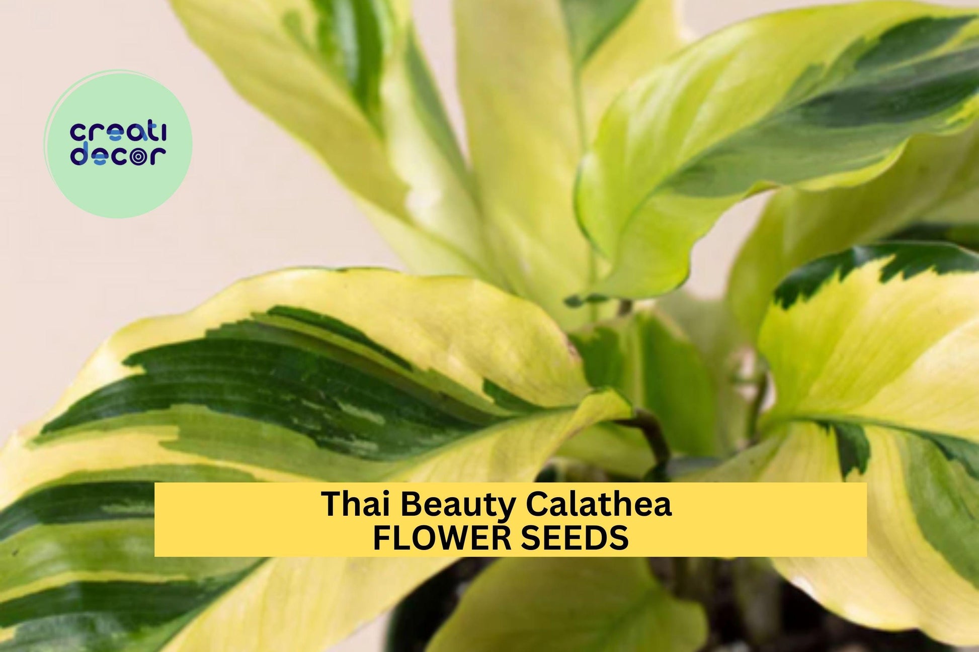 25+ Thai Beauty Calathea Seeds – Variegated Foliage, Tropical Houseplant, Calathea roseopicta ‘Thai Beauty’