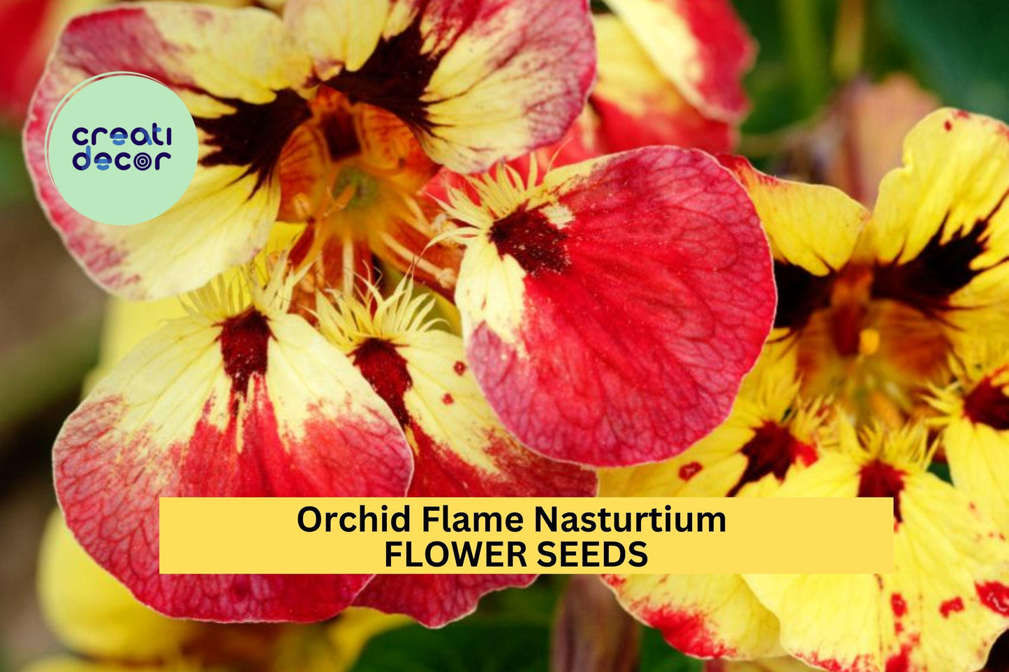 Orchid Flame Nasturtium Seeds 50+ Red Yellow Streaked Blooms Tropaeolum majus Garden Edging Baskets Pollinator