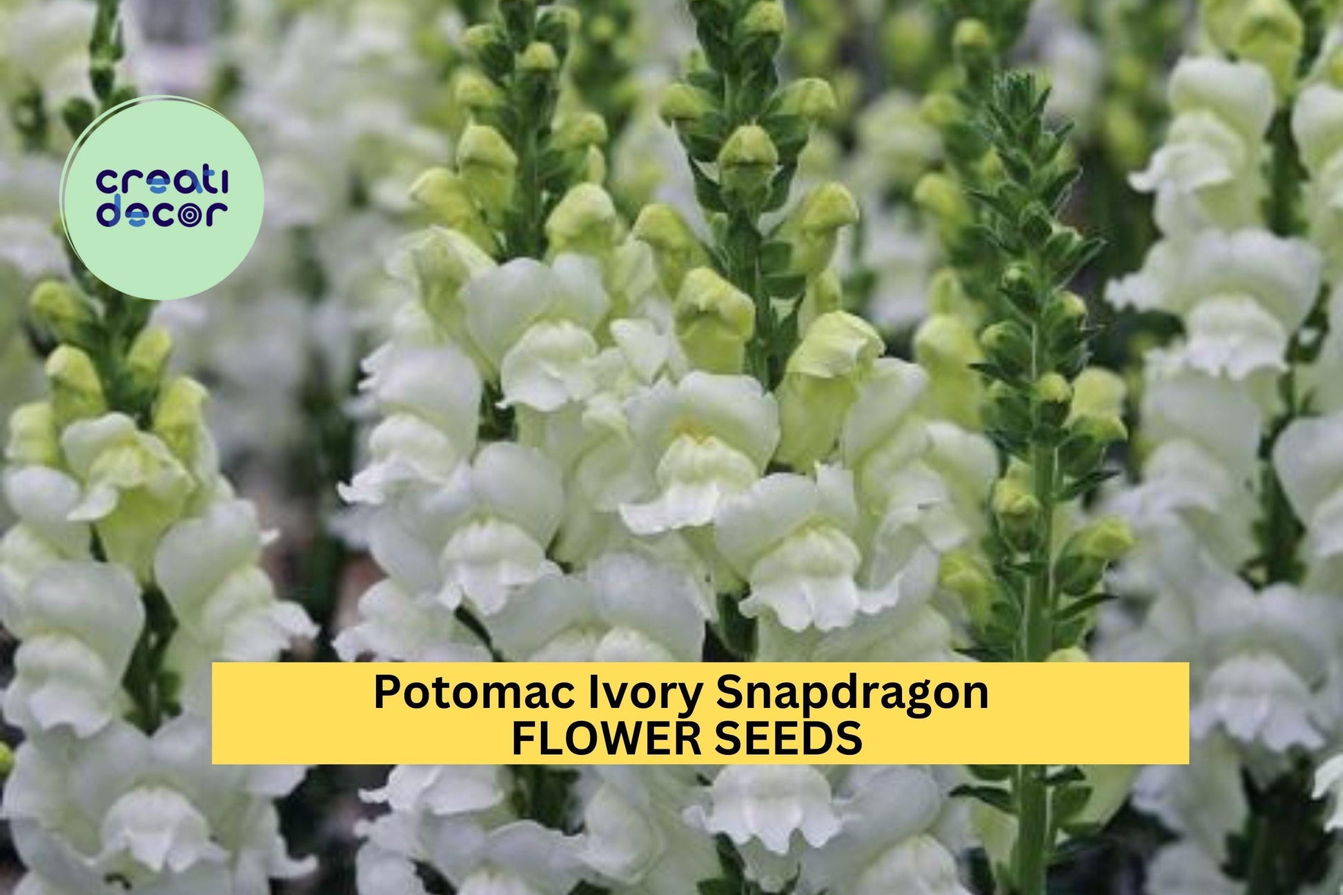 1000+ Potomac Ivory Snapdragon Seeds – Creamy White Blooms, Tall Spikes, Antirrhinum majus for Borders, Cut Flowers & Gardens