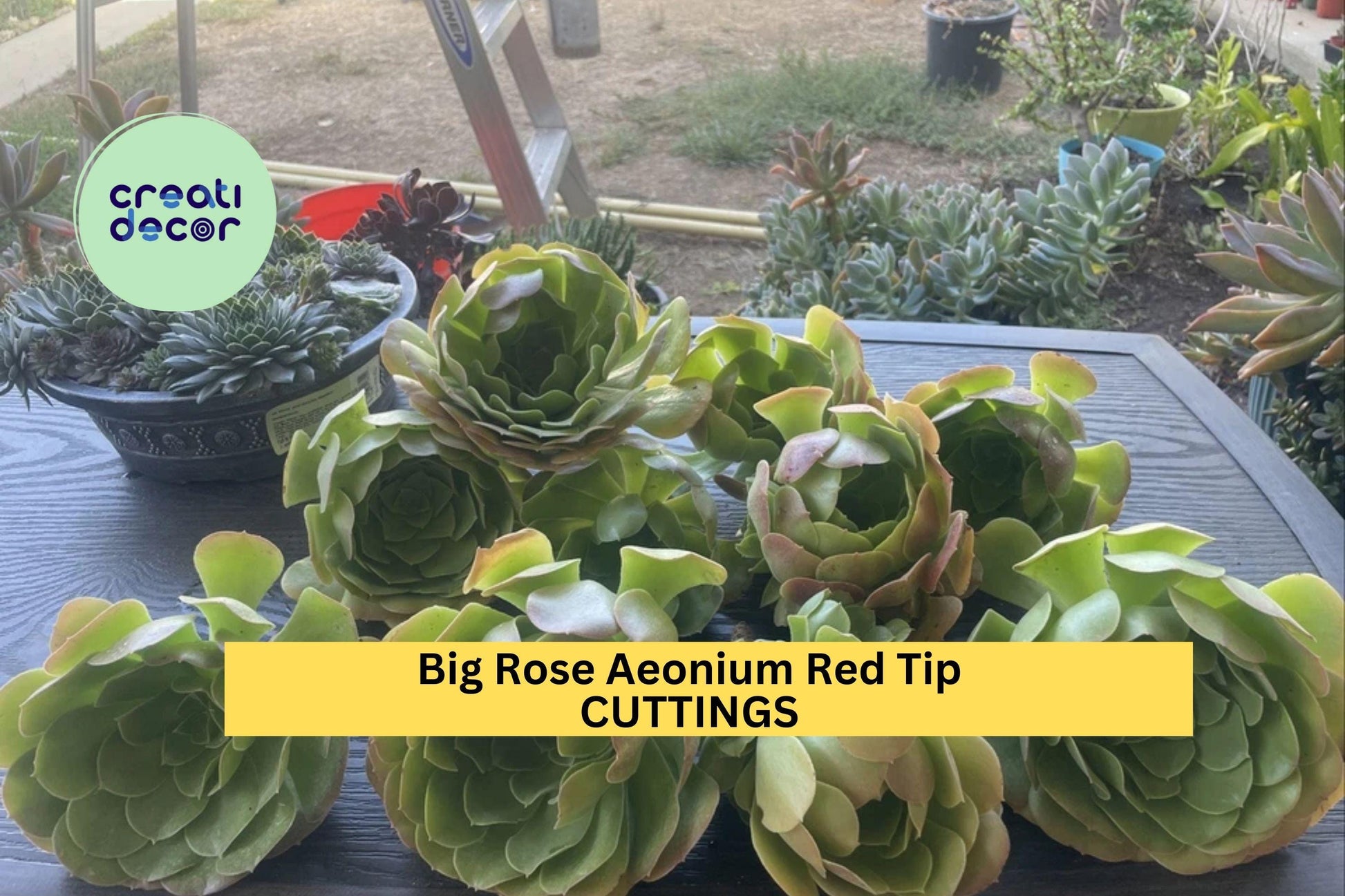 10 Rose Aeonium Succulent Cuttings – 6-8" Rosettes with Red Tips, Unrooted Aeonium arboreum Clippings for Pots & Gardens