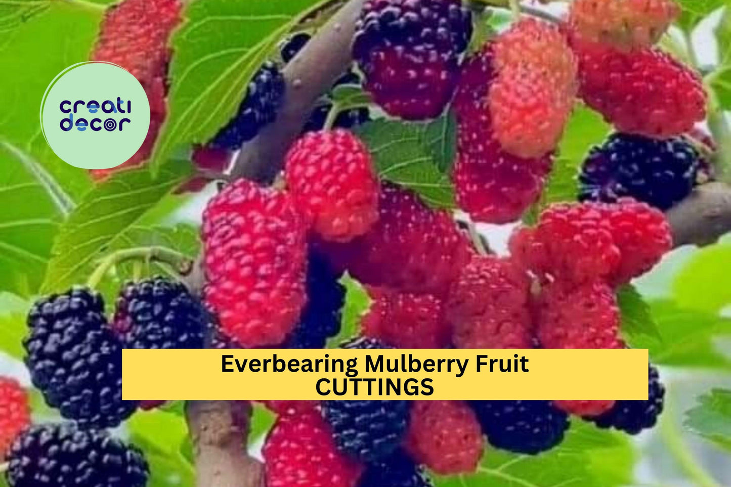 Illinois Everbearing Mulberry Cuttings – 6–10” Unrooted Scions for Grafting or Rooting | Morus rubra x alba Tree for Orchards & Food Forests