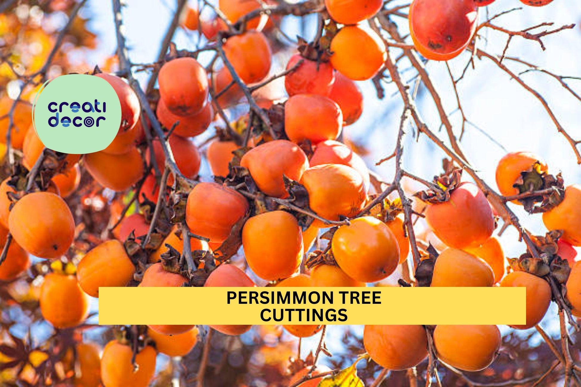 Persimmon Tree Cuttings – Unrooted Hardwood Scions for Grafting or Rooting – Diospyros spp. for Orchards & Gardens