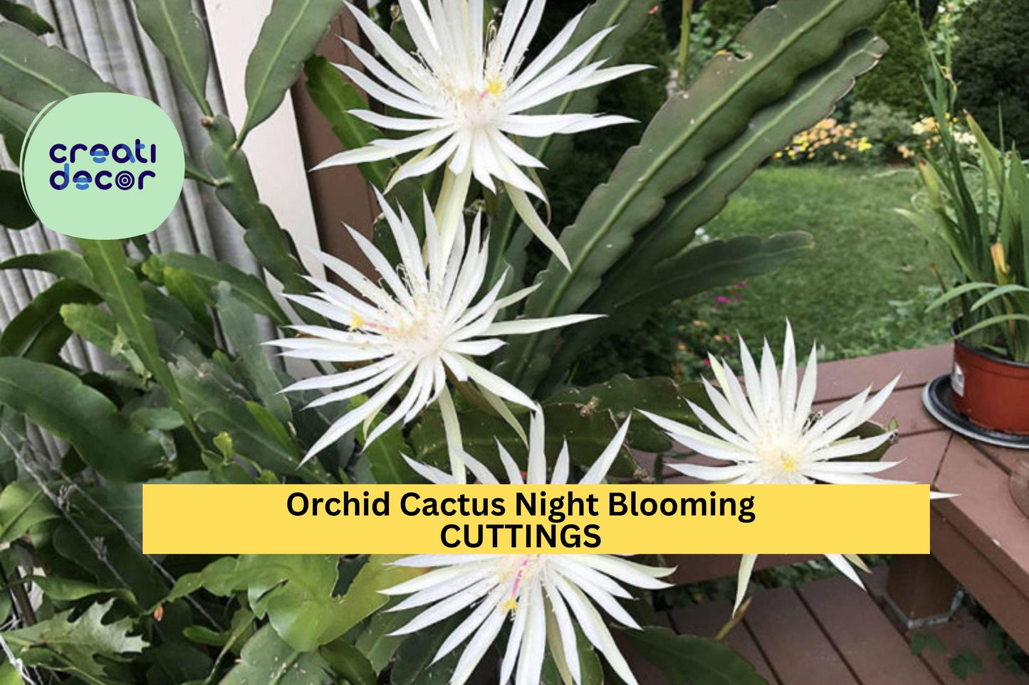 2 Epiphyllum Hookeri Cuttings – Night-Blooming Orchid Cactus Stems for Hanging Baskets & Tropical Displays