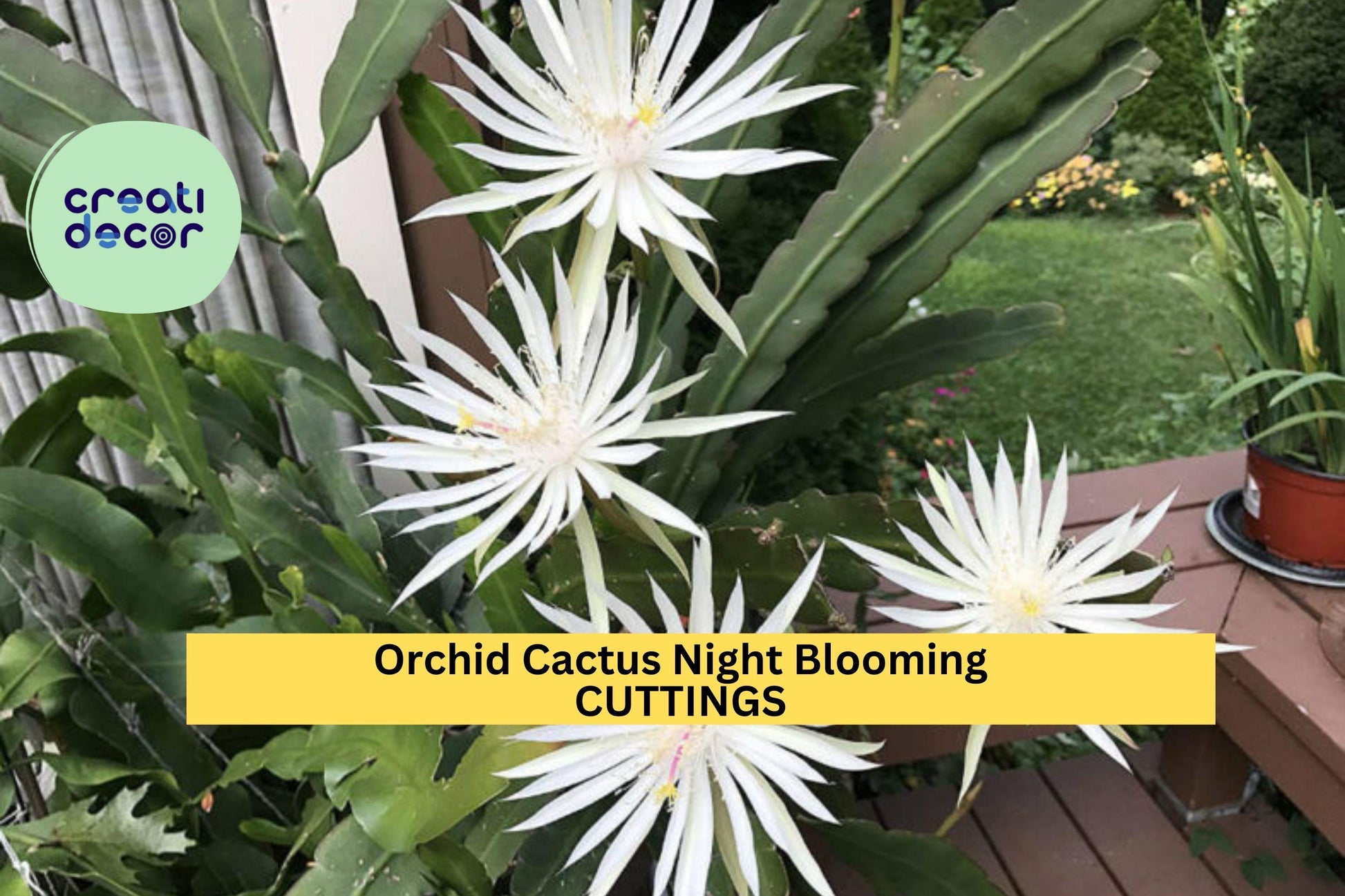 2 Epiphyllum Hookeri Cuttings – Night-Blooming Orchid Cactus Stems for Hanging Baskets & Tropical Displays
