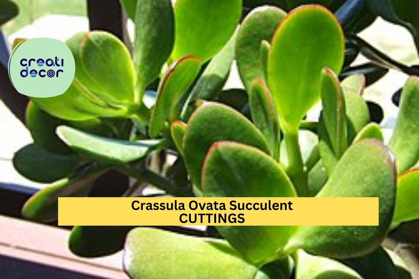 8 Jade Plant Cuttings – Crassula ovata Succulent Stems for Propagation, Pots, Indoor Garden, Easy Rooting