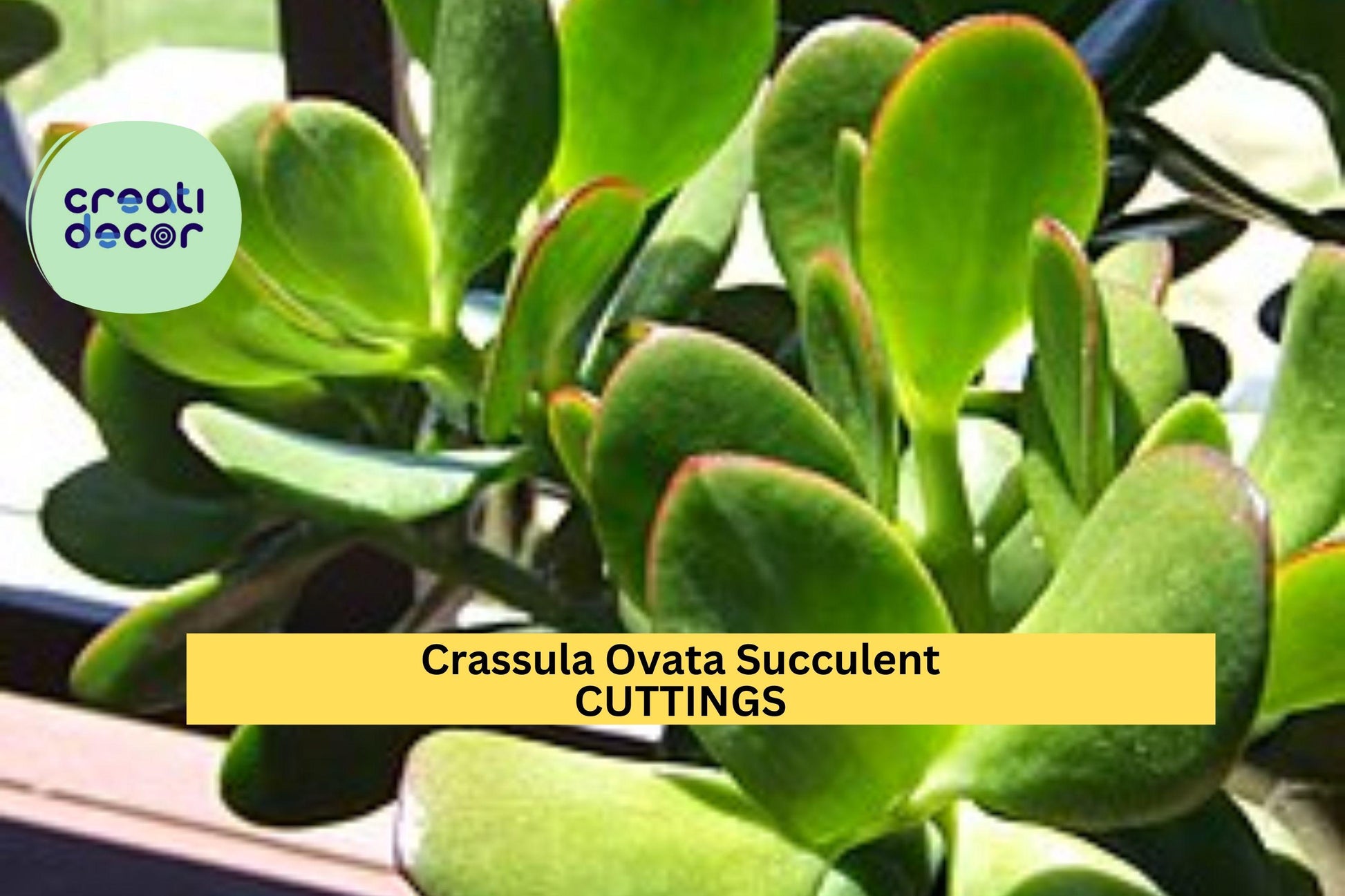 8 Jade Plant Cuttings – Crassula ovata Succulent Stems for Propagation, Pots, Indoor Garden, Easy Rooting
