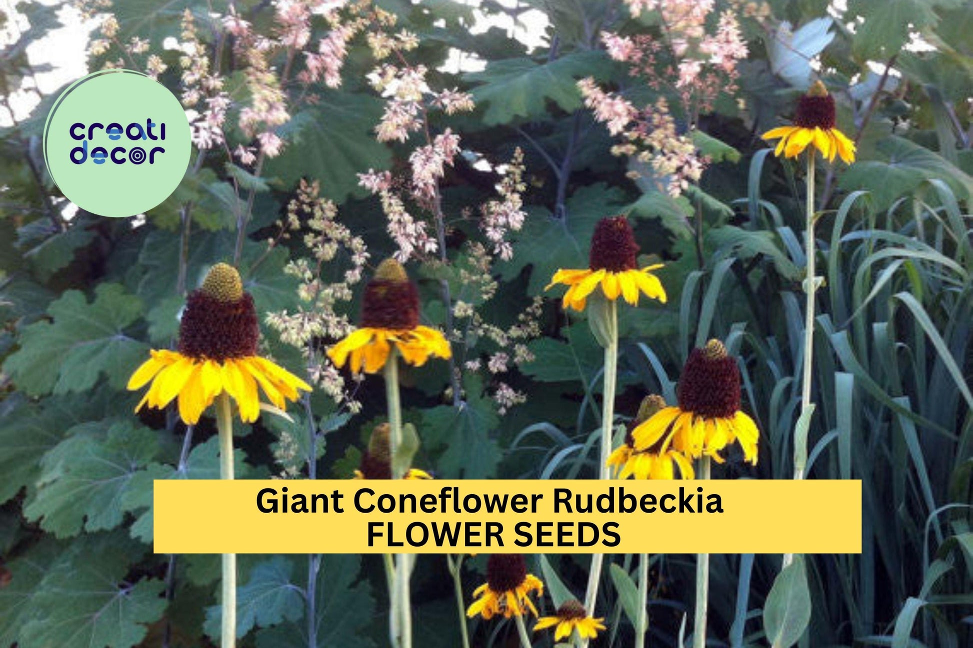 200+ Giant Coneflower Seeds Rudbeckia maxima Tall Yellow Perennial Pollinator-Friendly Native Plant