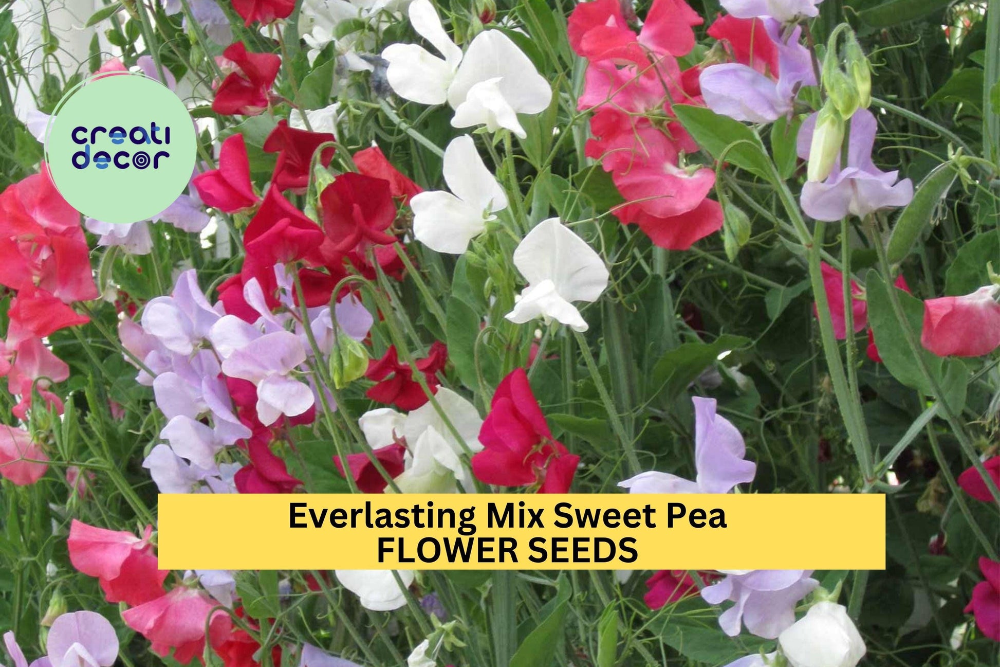 Lady Nicholson Sweet Pea Seeds – Pale Pink Fragrant Climbing Vines for Gardens & Bouquets – Lathyrus odoratus, 50+ Seeds