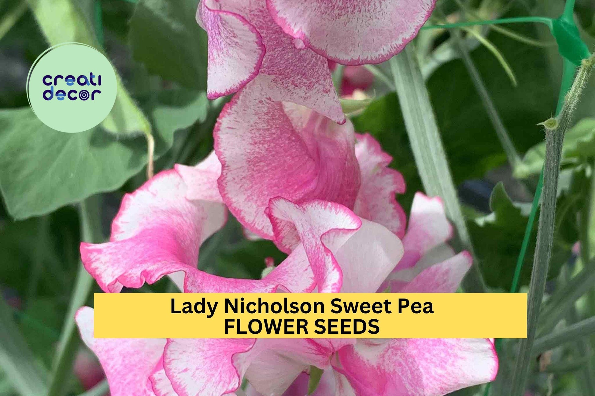 Lady Nicholson Sweet Pea Seeds – Pale Pink Fragrant Blooms for Trellises, Fences & Bouquets – Lathyrus odoratus, 50+ Seeds