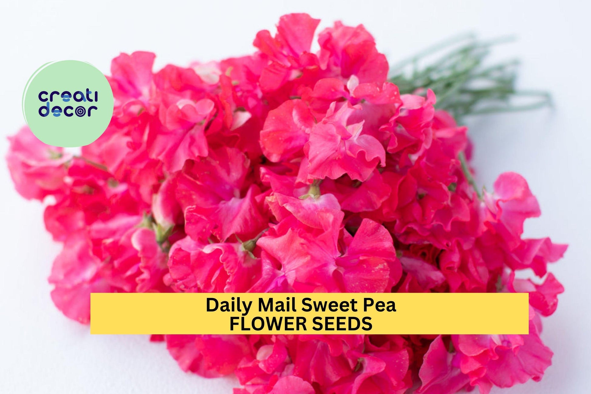 50+ Daily Mail Sweet Pea Seeds, Fragrant Deep Purple Blooms, Climbing Vines for Trellises & Bouquets, Lathyrus odoratus
