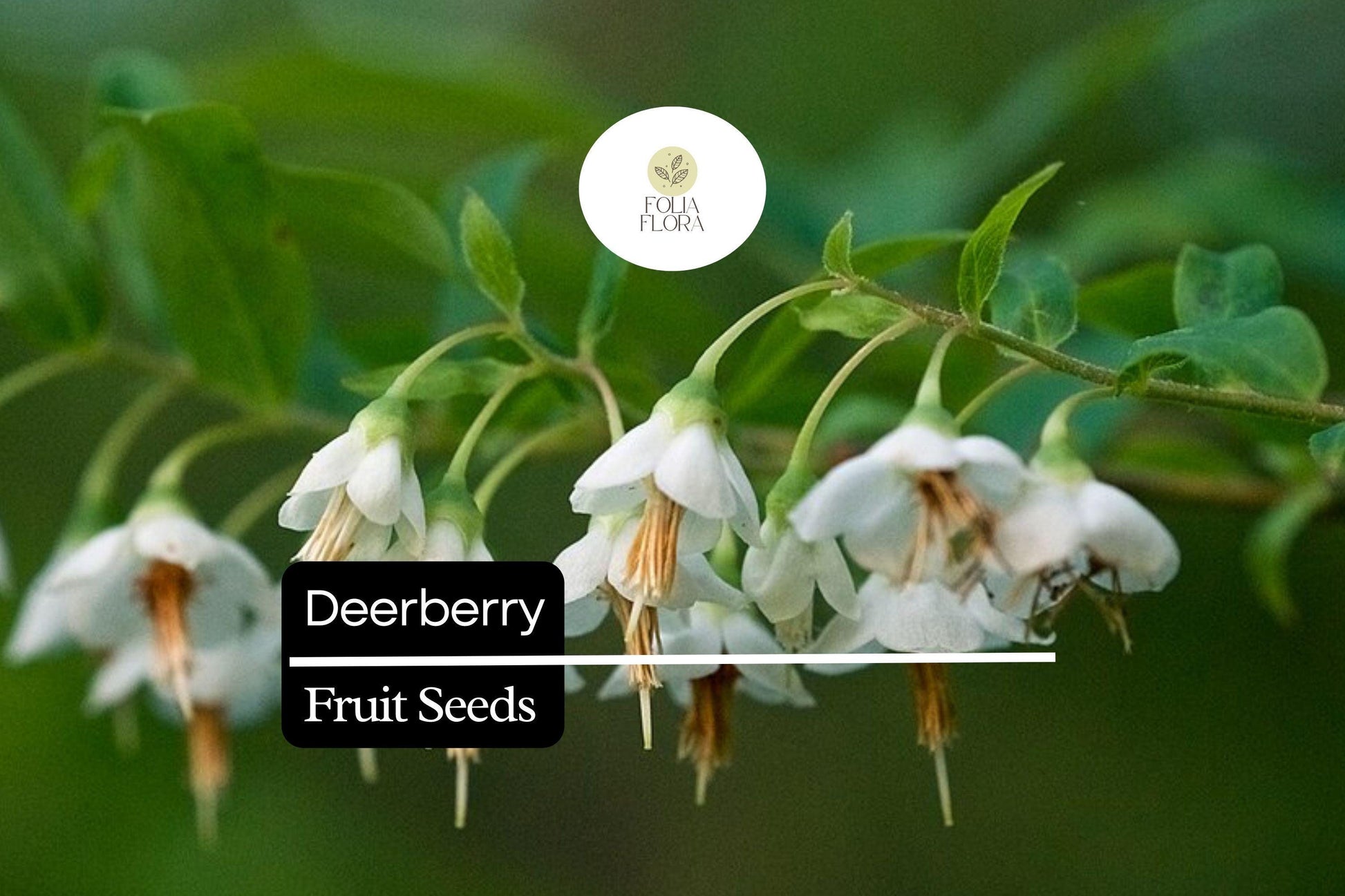 Deerberry Seeds 25 Pack | Vaccinium stamineum Native Wild Blueberry Shrub for Wildlife & Native Gardens
