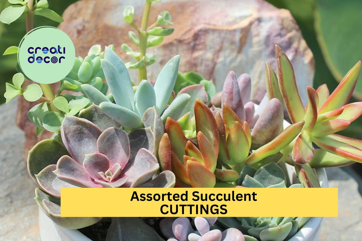 Assorted Succulent Cuttings 10-Pack for Terrariums, Dish Gardens & Fairy Gardens – Echeveria, Sedum, Crassula