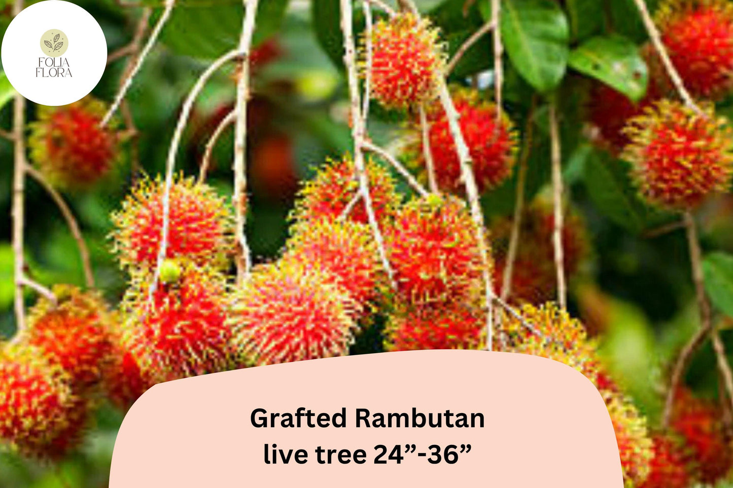 Grafted Rambutan Tree – Live Tropical Exotic Fruit Plant – Nephelium lappaceum – 24–36 Inches Tall