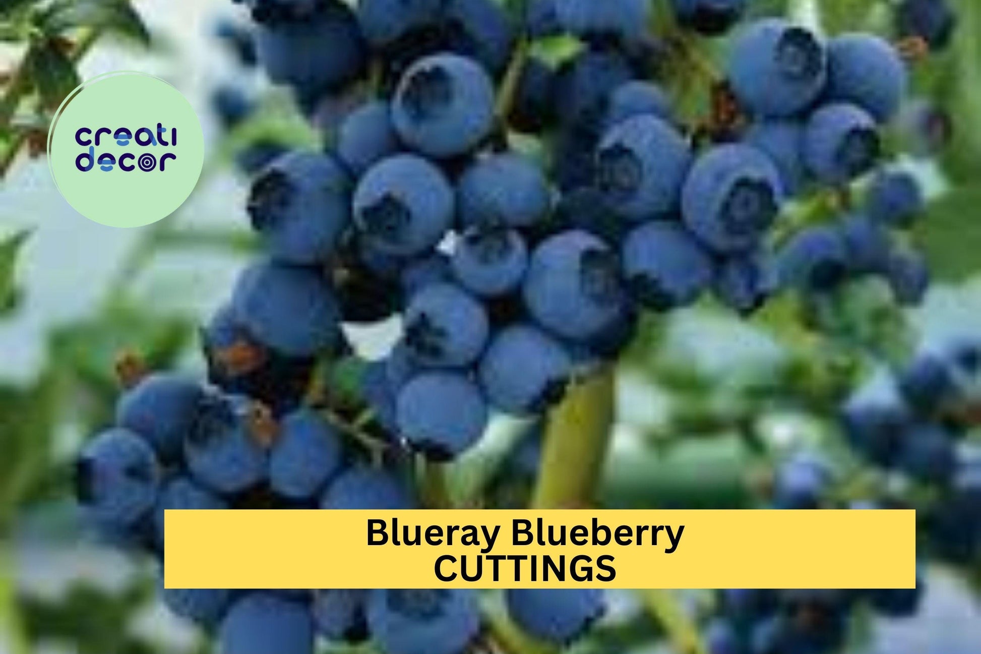 Blueray Blueberry Rooted Cutting – One-Year-Old Vaccinium corymbosum for Garden or Pots – High-Yield, Sweet Blueberries