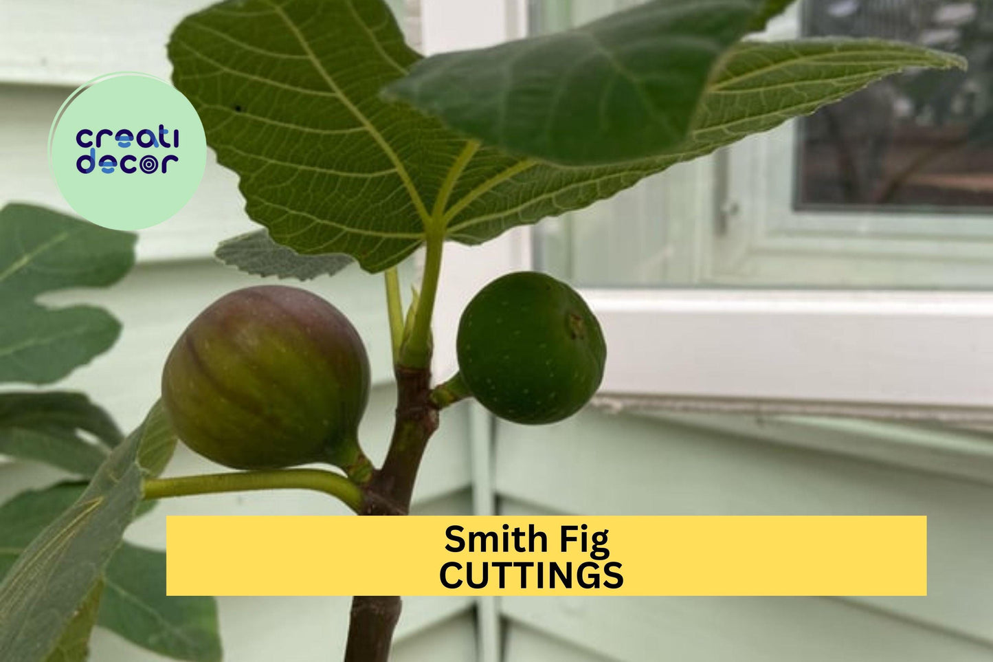 Smith Fig Cuttings 5-Pack with Free Willow Water – Unrooted Hardwood Propagation Ficus carica 'Smith'