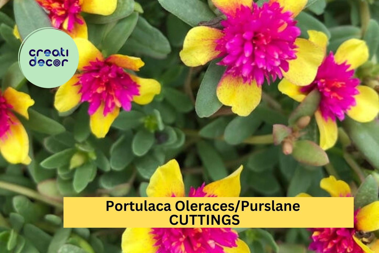 5 Double Guava Portulaca oleracea Cuttings – Pink Double Blooms, Drought Tolerant, Sunny Garden, Container, Border Plants