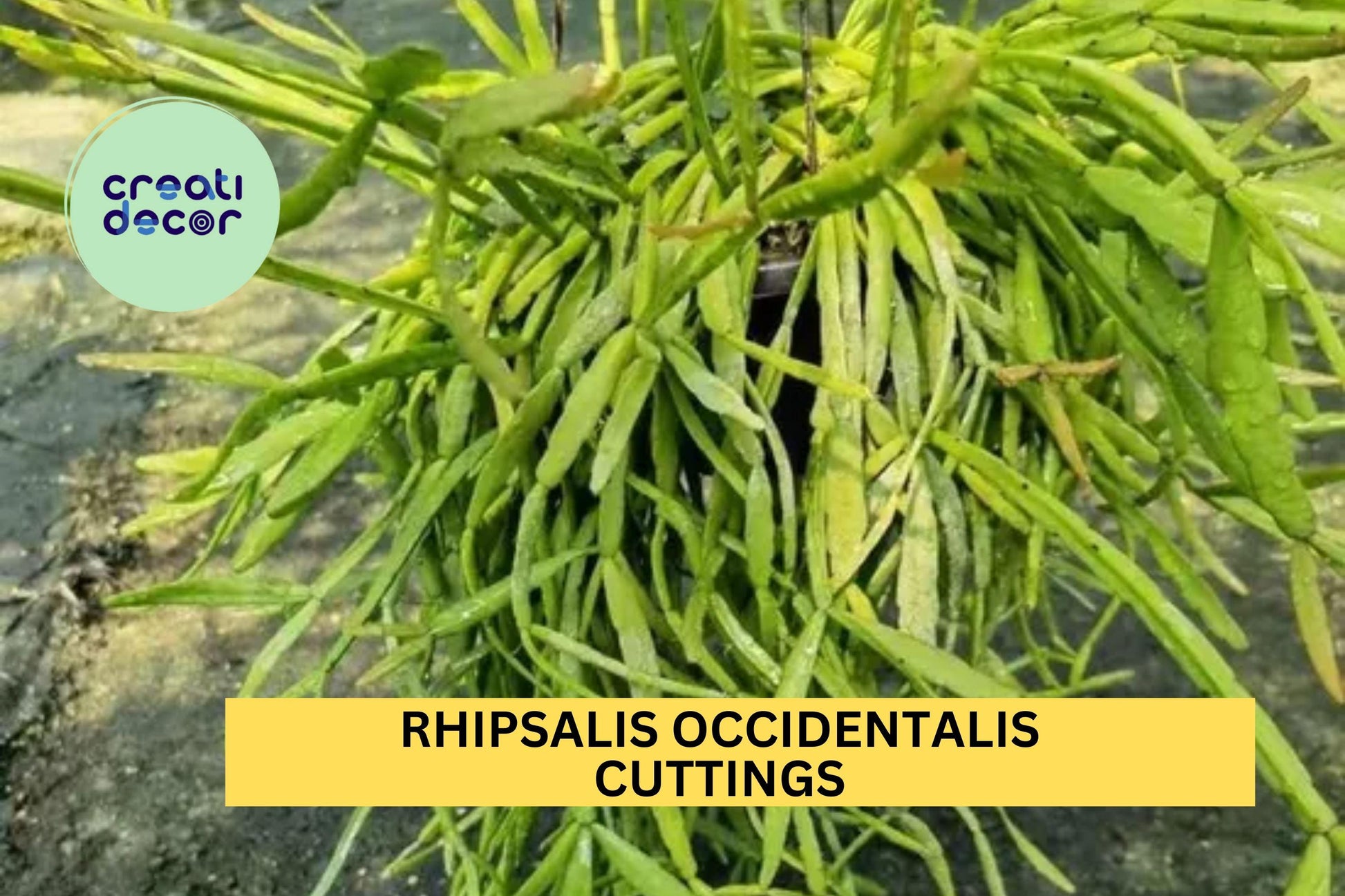 6 Rhipsalis occidentalis Cuttings – Epiphytic Trailing Cactus for Hanging Baskets & Indoor Jungle